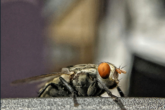 ongediertebestrijding-vliegenbestrijding-vliegen