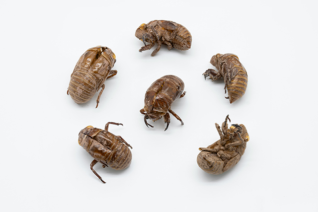 ongediertebestrijding-vlooienbestrijding-vlooien