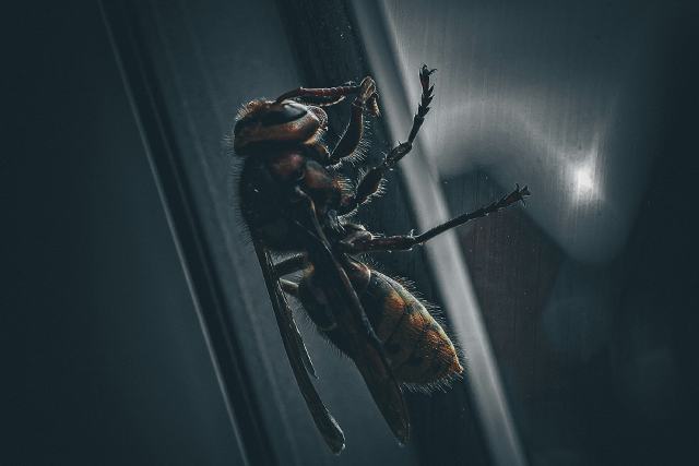 ongediertebestrijding-wespenbestrijding-wespen